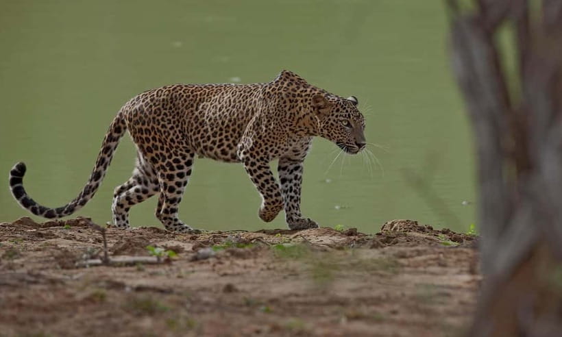 Arugam Bay: Yala Safari & DropOff in Ella - Safari + Transit - From Yala to Ella in three scenic hours
