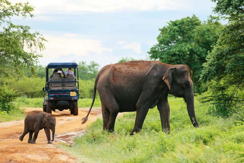 Arugam Bay: Yala Safari & DropOff in Ella - Safari + Transit - Leaving Arugam Bay for the dry zone