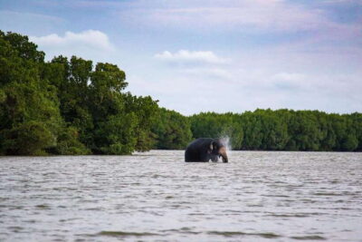 Arugambay :Pottuvil Lagoon Mangrove Eco Boat Safari Tours