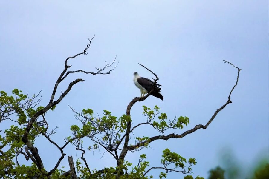 Arugambay :Pottuvil Lagoon Mangrove Eco Boat Safari Tours - Elephants, crocodiles, bats, and the luck factor