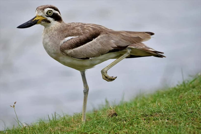 Arugambay :Pottuvil Lagoon Mangrove Eco Boat Safari Tours - What the guide adds beyond animal names