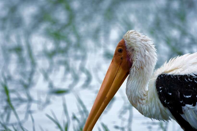 Arugambay :Pottuvil Lagoon Mangrove Eco Boat Safari Tours - Is $32 a fair price?