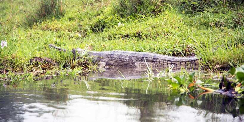 Bentota beach, River Mangroves lagoon, Wildlife Tour - Key points at a glance