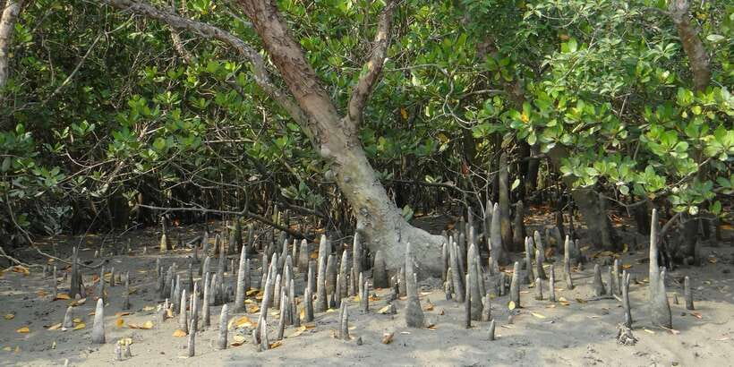 Bentota beach, River Mangroves lagoon, Wildlife Tour - Who should book this outing?