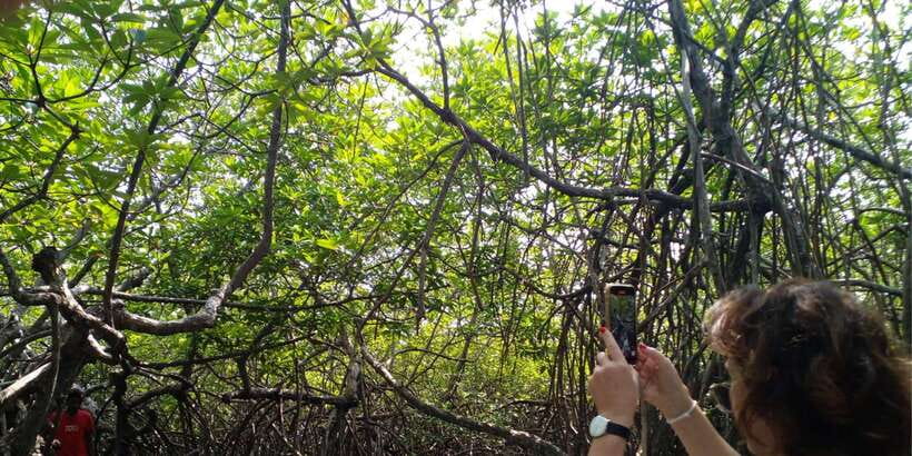 Bentota beach, River Mangroves lagoon, Wildlife Tour - Following Bentota River into the mangroves
