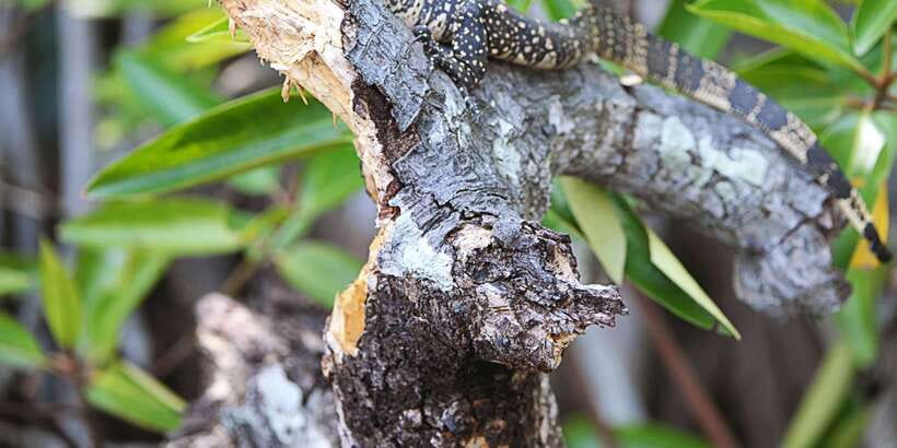 Bentota beach, River Mangroves lagoon, Wildlife Tour - Why the six-person limit matters