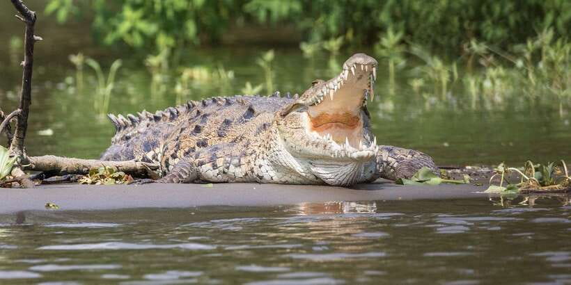 Bentota beach, River Mangroves lagoon, Wildlife Tour - Kande Vihara and the wider cultural stop