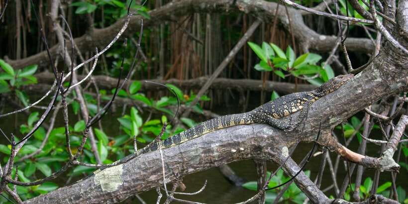 Bentota beach, River Mangroves lagoon, Wildlife Tour - What the guide can add to the experience