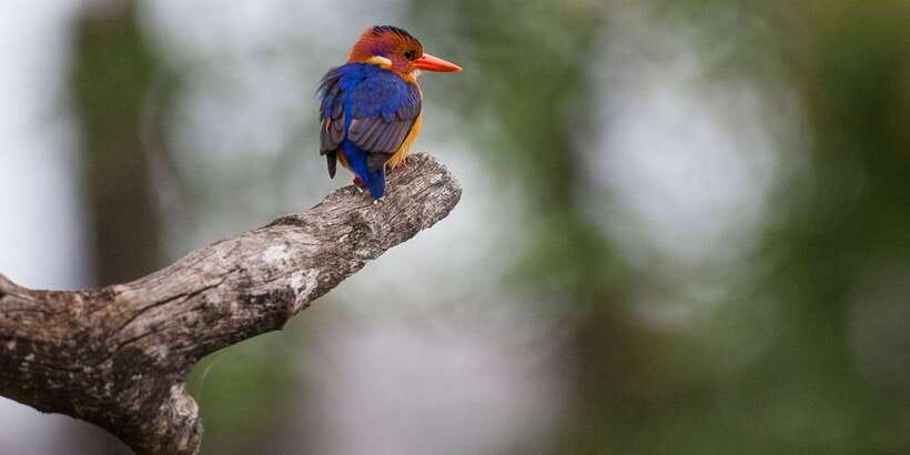 Bentota beach, River Mangroves lagoon, Wildlife Tour - Crocodiles, water monitors, and watchful birds