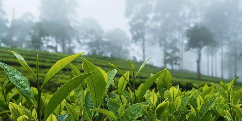 Bentota/Kalutara/Hikkaduwa/Galle/Mirissa: Day Trip to Ella - Halpewatte Tea Factory closes the day