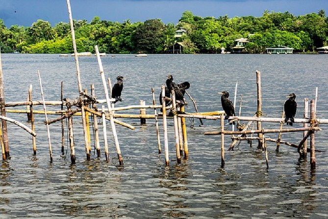 Bentota River Boat Safari with Private Boat Beruwala/Bentota/Kosgoda/Ahungalla - Why the private boat matters