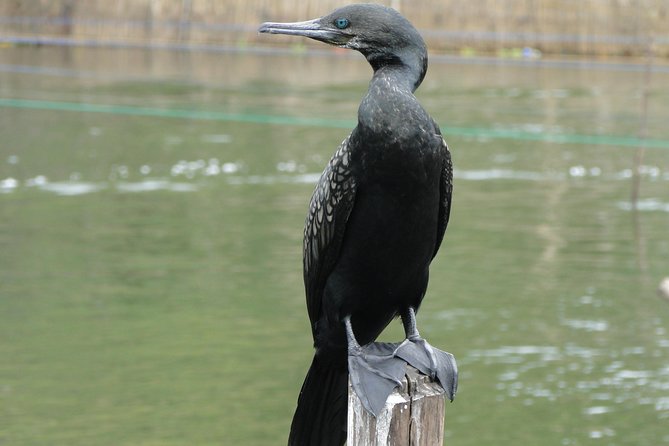 Bentota River Safari - Morning or afternoon: choosing your departure