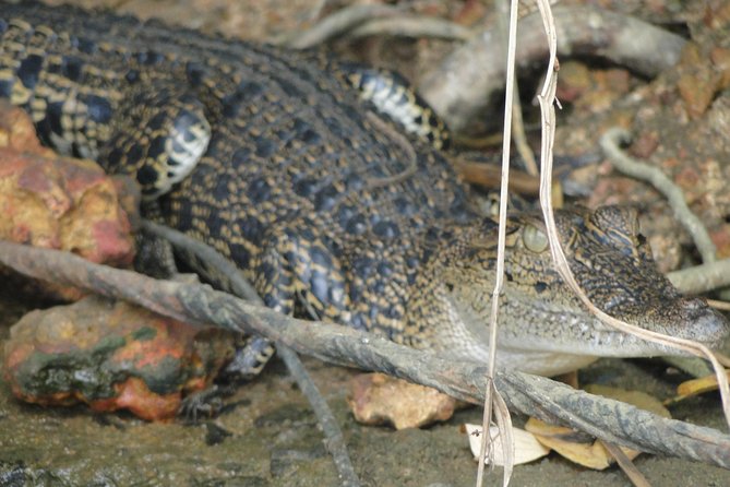 Bentota River Safari - What the $65 price really buys