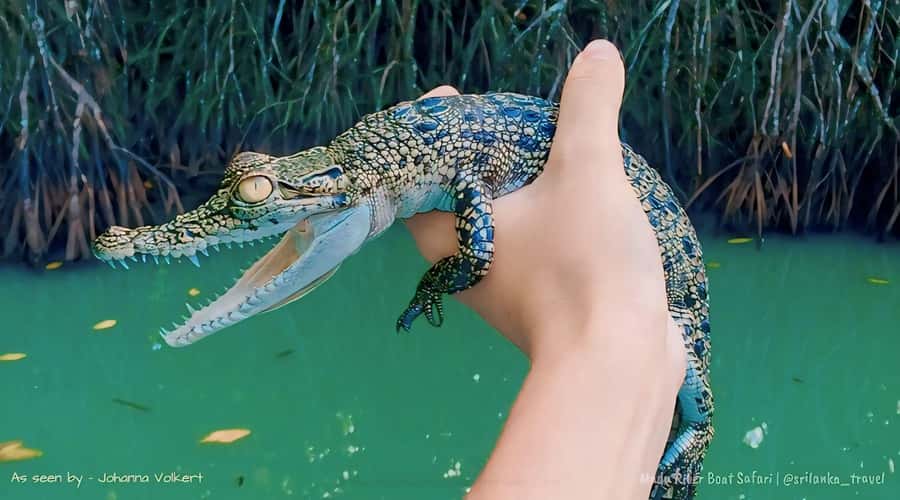 Bentota River Safari -Ahungalla/Bentota/Aluthgama/Kosgoda - Key points to know before booking