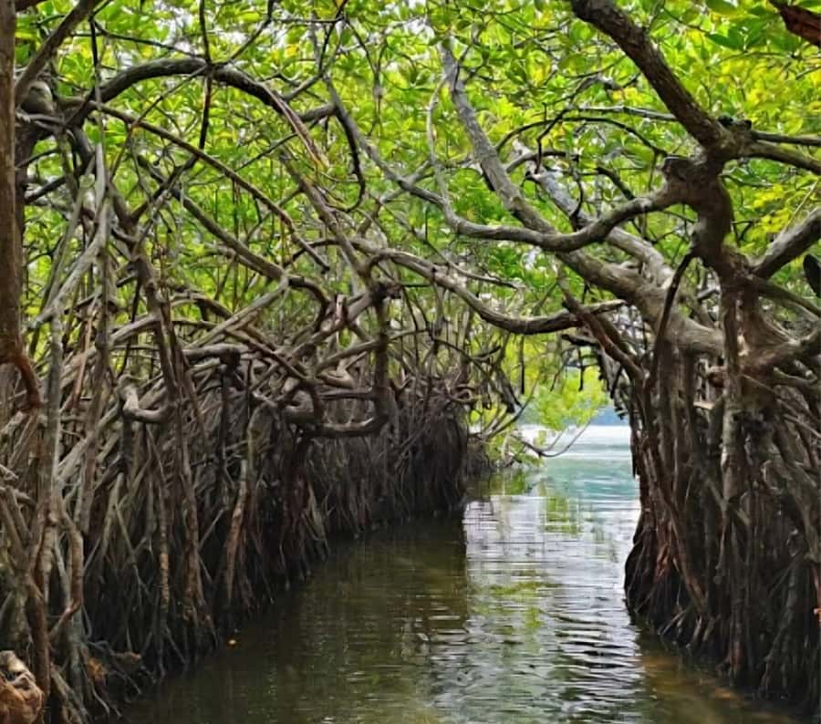 Bentota River Safari -Ahungalla/Bentota/Aluthgama/Kosgoda - Why the Bentota River is worth leaving the beach for