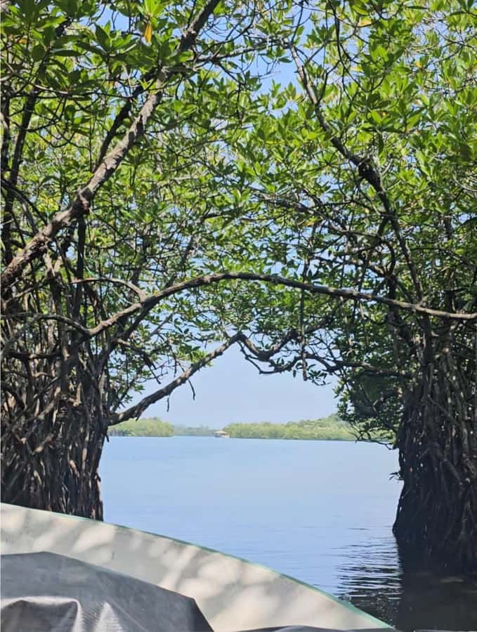 Bentota River Safari -Ahungalla/Bentota/Aluthgama/Kosgoda - A private package with a clear price