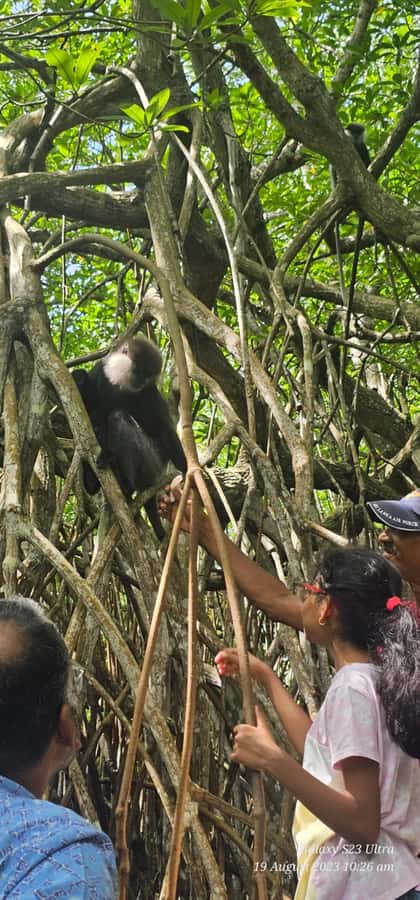 Bentota River Safari -Ahungalla/Bentota/Aluthgama/Kosgoda - Who will get the most from this safari