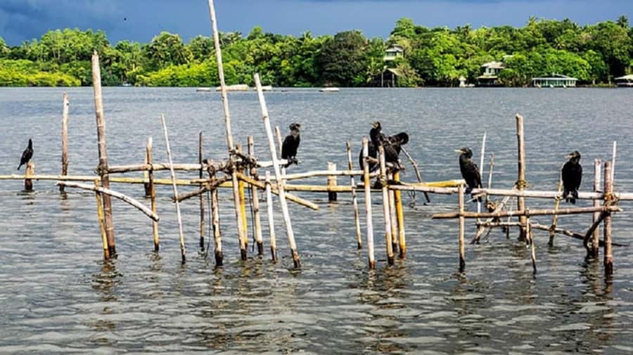 Bentota River Safari -Ahungalla/Bentota/Aluthgama/Kosgoda - Booking details that matter