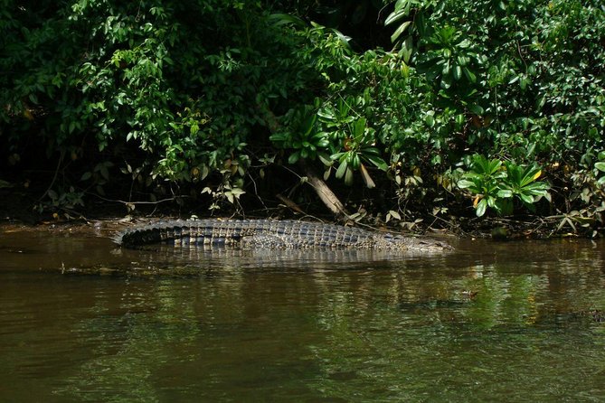 Bentota River Safari By BTM (Mangrove & Wildlife Encounter) - Key points to know before booking
