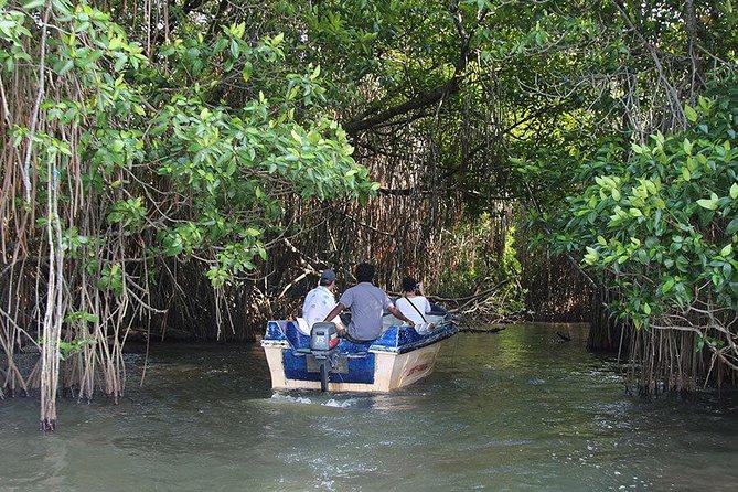 Bentota River Safari By BTM (Mangrove & Wildlife Encounter) - Choosing the best departure time