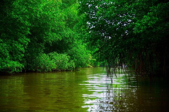 Bentota River Safari By BTM (Mangrove & Wildlife Encounter) - Pickup makes this easy from Galle and Bentota