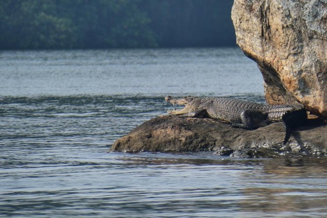 Bentota River Safari By BTM (Mangrove & Wildlife Encounter) - Small touches that make the experience pleasant