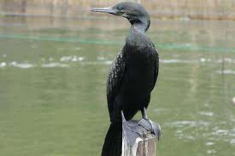 Bentota: River Safari with Hotel Pickup and Drop-Off - What wildlife you may see