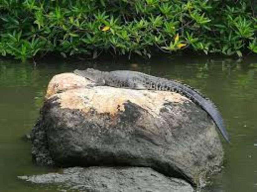 Bentota: River Safari with Hotel Pickup and Drop-Off - Who will enjoy this safari most