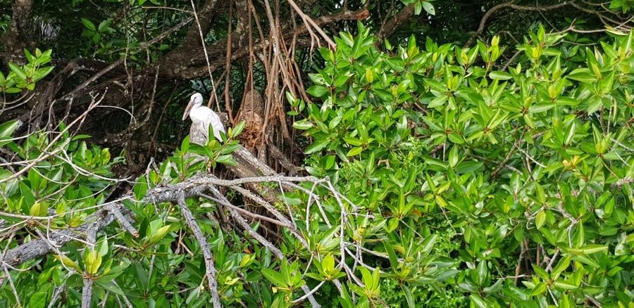 Bentota River Safari with Mangrove and Wildlife Encounter - Entering the mangrove channels
