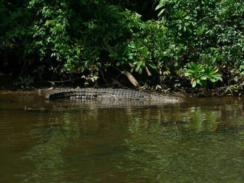 Bentota River Safari with Mangrove and Wildlife Encounter - Crocodiles, monitors, monkeys, and birds