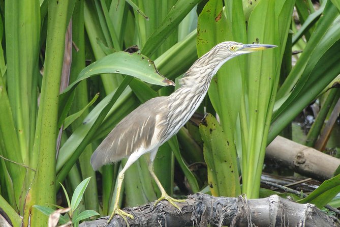 Bentota River Safari - Two hours among mangrove roots