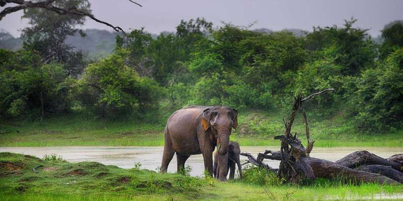 Bentota: Yala National Park Safari Jeep Tour in a 4x4 - Key points to know before booking