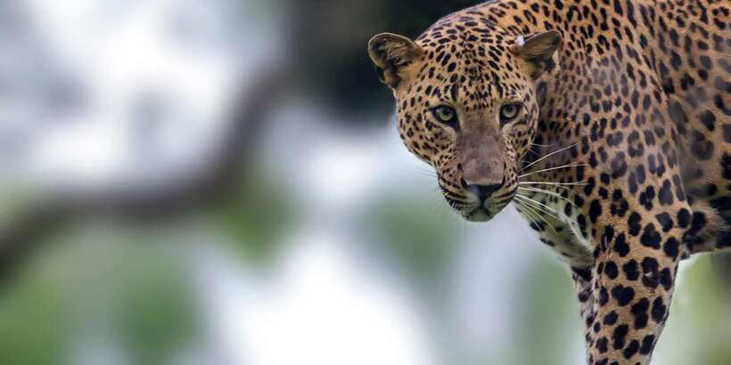 Bentota: Yala National Park Safari Jeep Tour in a 4x4 - The long road from Bentota to Yala