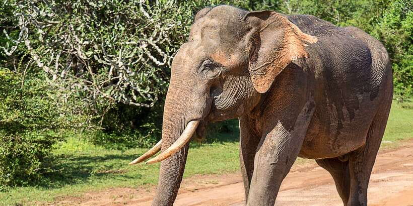 Bentota: Yala National Park Safari Jeep Tour in a 4x4 - The Jeep safari: dry tracks and wild animals