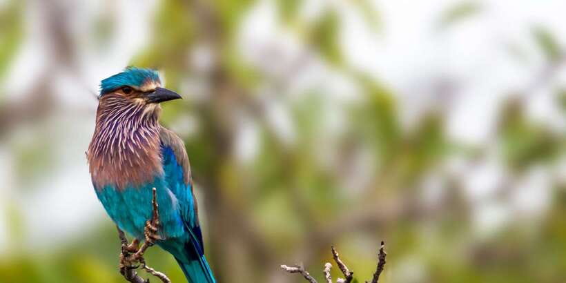 Bentota: Yala National Park Safari Jeep Tour in a 4x4 - Comfort, timing, and who will enjoy it