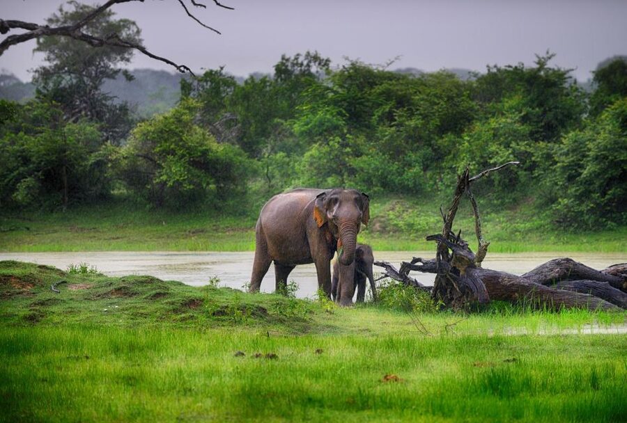 Bentota: Yala National Park Safari Jeep Tour in a 4x4 - How to prepare for a better day
