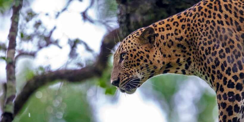 Bentota: Yala National Park Safari Jeep Tour in a 4x4 - Should you book this Yala safari from Bentota?