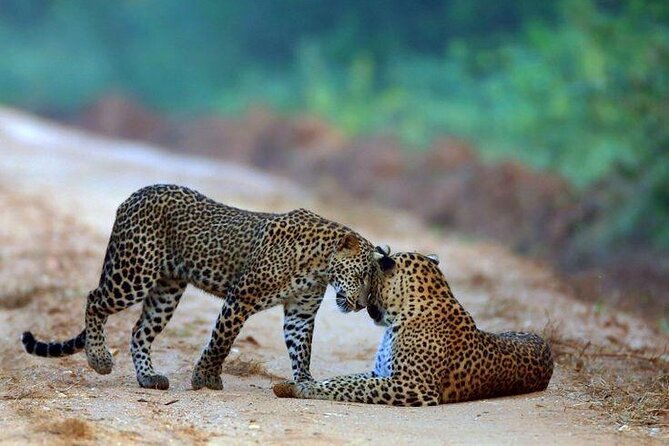 Best Value Yala Safari: Spot Leopards, Elephants & Bears (Shared) - Choosing six hours or twelve