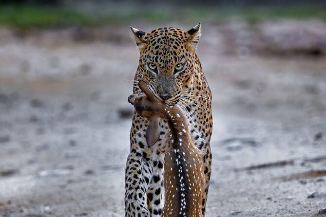 Best Value Yala Safari: Spot Leopards, Elephants & Bears (Shared) - Food, water, and the value of the price