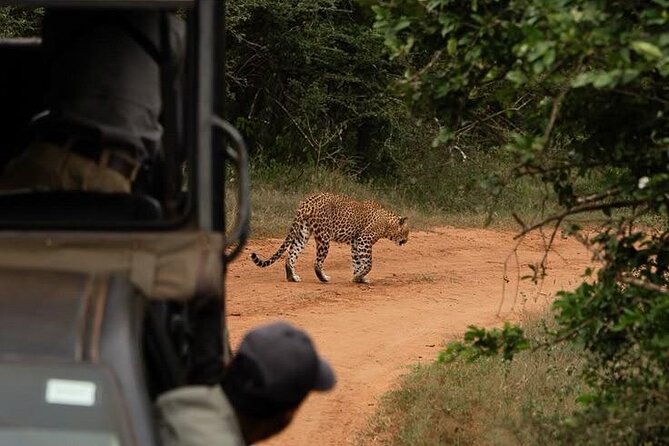 Best Value Yala Safari: Spot Leopards, Elephants & Bears (Shared) - How the guides shape the day