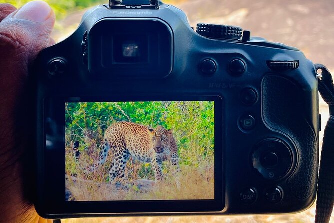Best Value Yala Safari: Spot Leopards, Elephants & Bears (Shared) - Who should book this safari