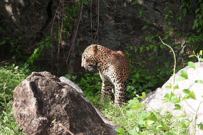 Best Value Yala Safari: Spot Leopards, Elephants & Bears (Shared) - Practical details before you pay