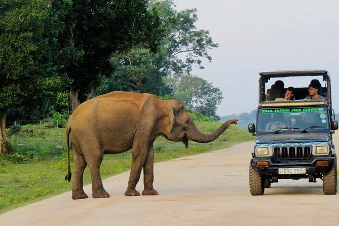Best Value Yala Safari: Spot Leopards, Elephants & Bears (Shared) - Searching for leopards without chasing the crowd