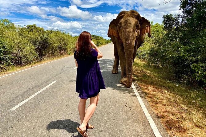 Best Yala Shared Leopard Safari: Tissamaharama Wildlife Tours - Key points to know before booking
