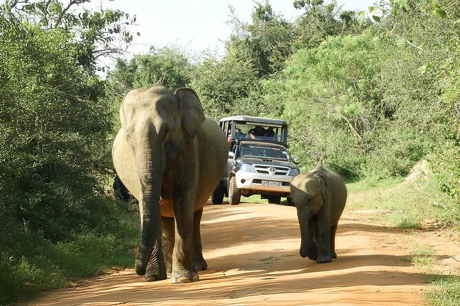 Best Yala Shared Leopard Safari: Tissamaharama Wildlife Tours - Animals you may see along the tracks