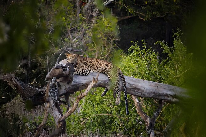 Best Yala Shared Leopard Safari: Tissamaharama Wildlife Tours - What the driver-guide adds