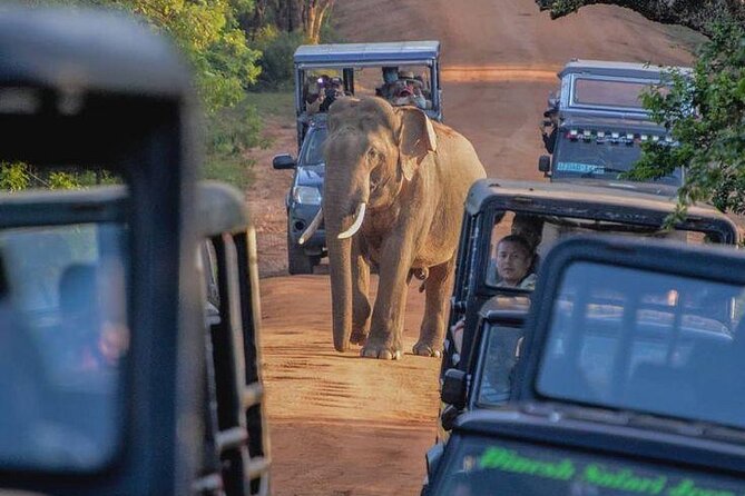 Best Yala Shared Leopard Safari: Tissamaharama Wildlife Tours - Food, water, and comfort in the jeep