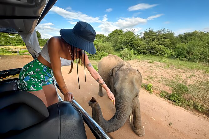 Best Yala Shared Leopard Safari: Tissamaharama Wildlife Tours - Is $26 good value?