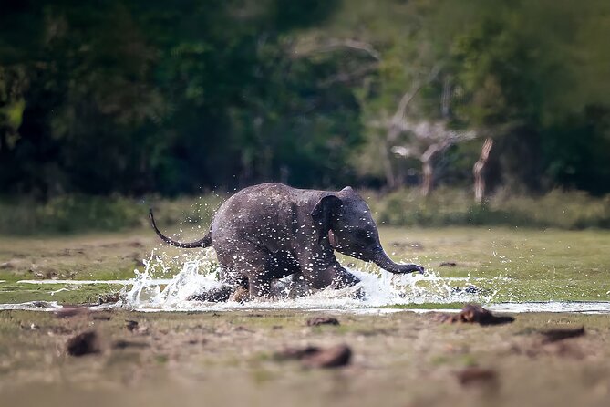 Best Yala Shared Leopard Safari: Tissamaharama Wildlife Tours - Who should book this shared safari?