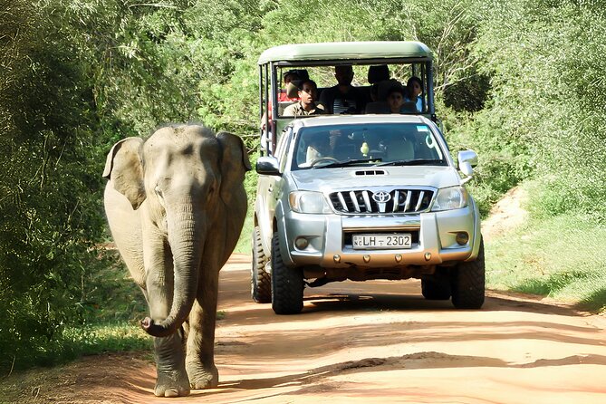 Best Yala Shared Leopard Safari: Tissamaharama Wildlife Tours - Four hours, six hours, or a full day